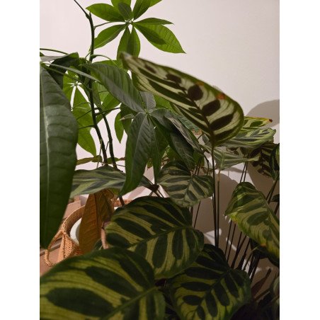 Routine Box Personnalisée